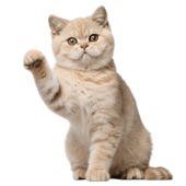Cat Category Products Cat Category Products