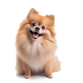 Dog Products